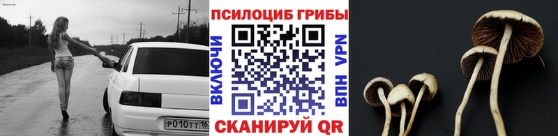 купить наркотик  гидра tor  Галлюциногенные грибы Psilocybe  Тула 