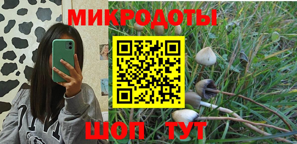 Псилоцибиновые грибы Psilocybe Тула